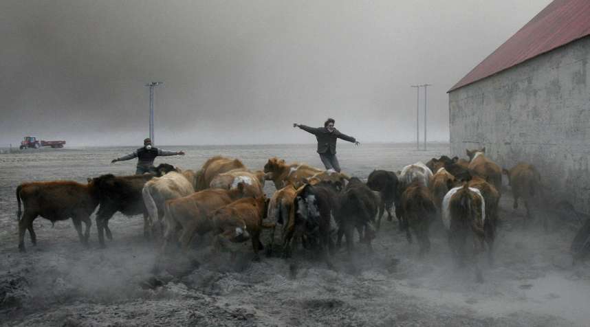 Nupur, Iceland: Farmers team up to rescue cattle from exposure to toxic volcanic ash at a farm in Nupur, Iceland, Apr. 17, 2010. The volcano in southern Iceland's Eyjafjallajokull glacier kept much of Europe land-bound for six days in April, with the ash disrupting world air travel and stranding thousands of passengers.