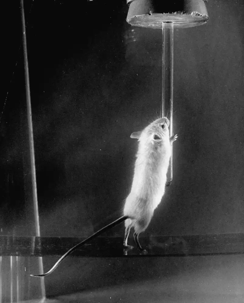 A rat from the Bikini Atoll tests presses against a dropper. Nearly all the rats in the second test, an underwater explosion codenamed Baker, died.