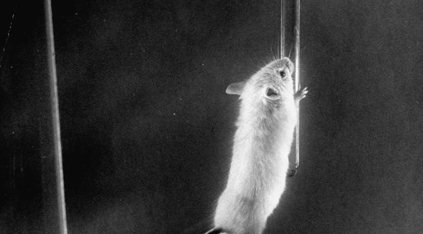 A rat from the Bikini Atoll tests presses against a dropper. Nearly all the rats in the second test, an underwater explosion codenamed Baker, died.