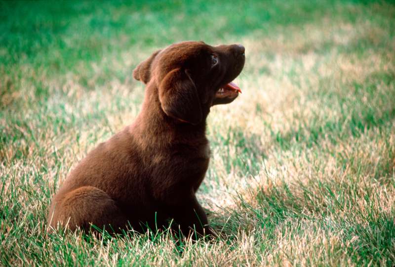 Chocolate lab puppy in browning lawn