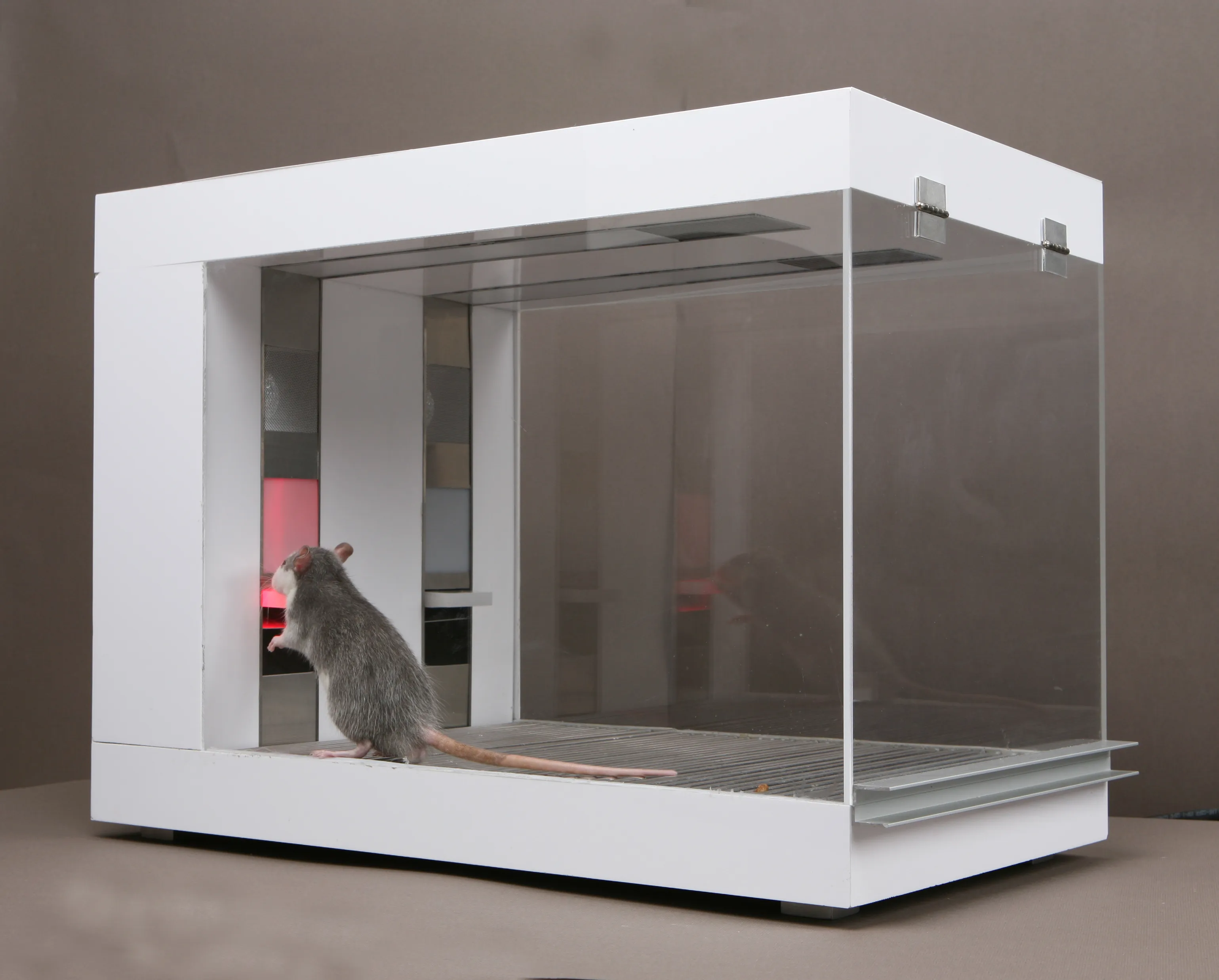 Glass deals rat cage