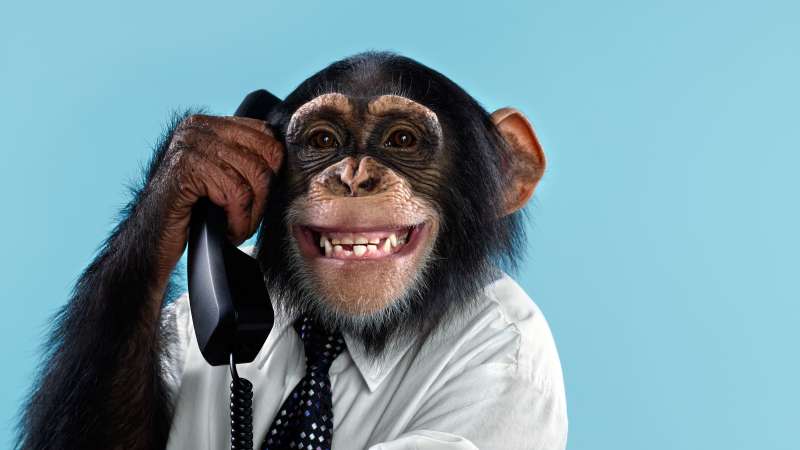 Chimpanzee on a telephone