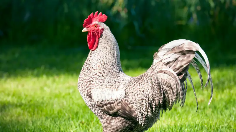 Proud Rooster