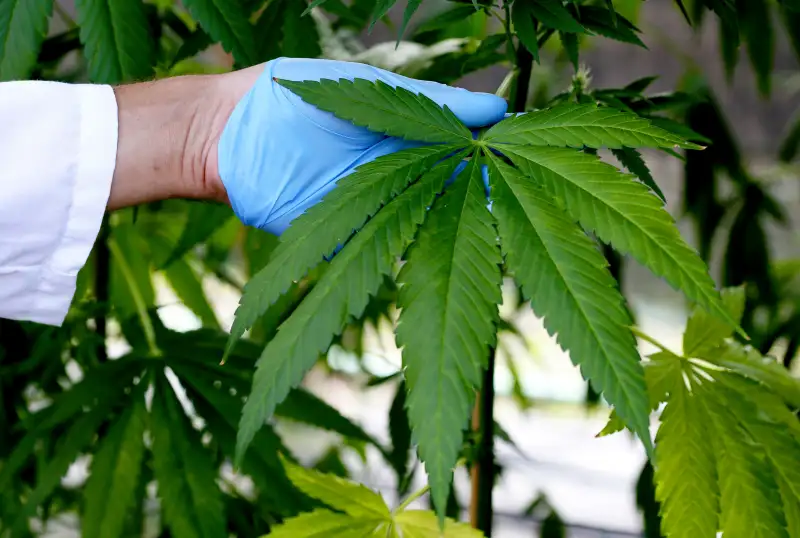 marijuana plant