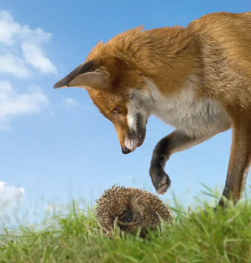 Fox and hedgehog