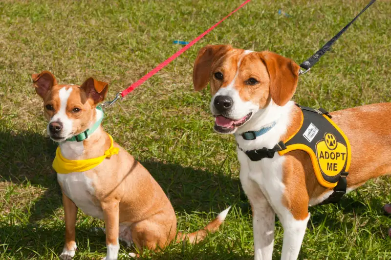 dogs with adopt me signs