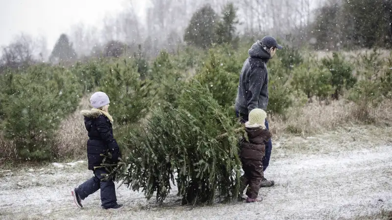 Family carrying christmas tree they have just cut down