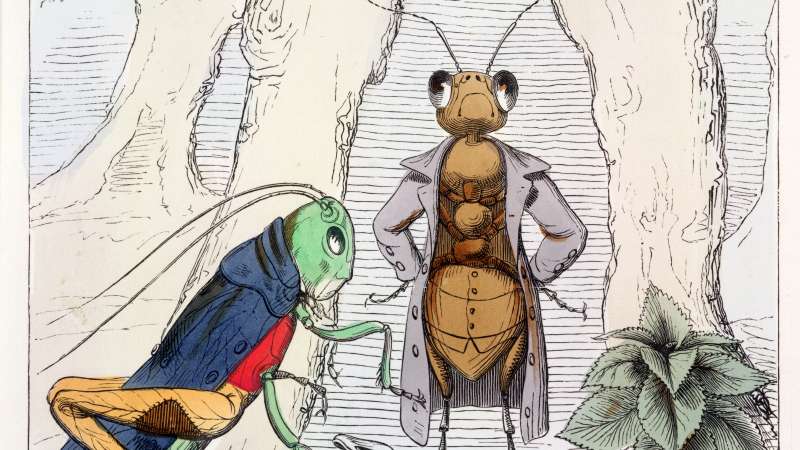 Aesop Fables' The ant and the grasshopper.