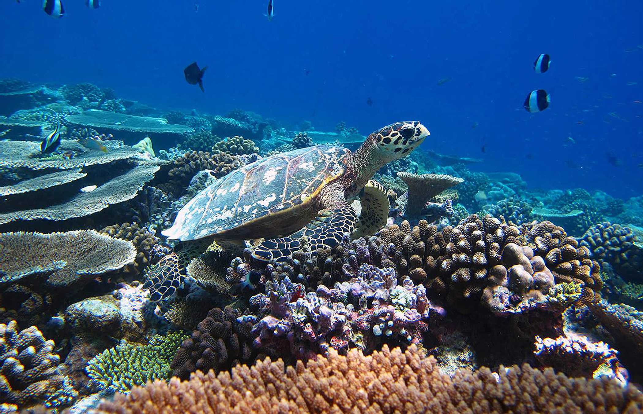 A sea turtle in the Maldives