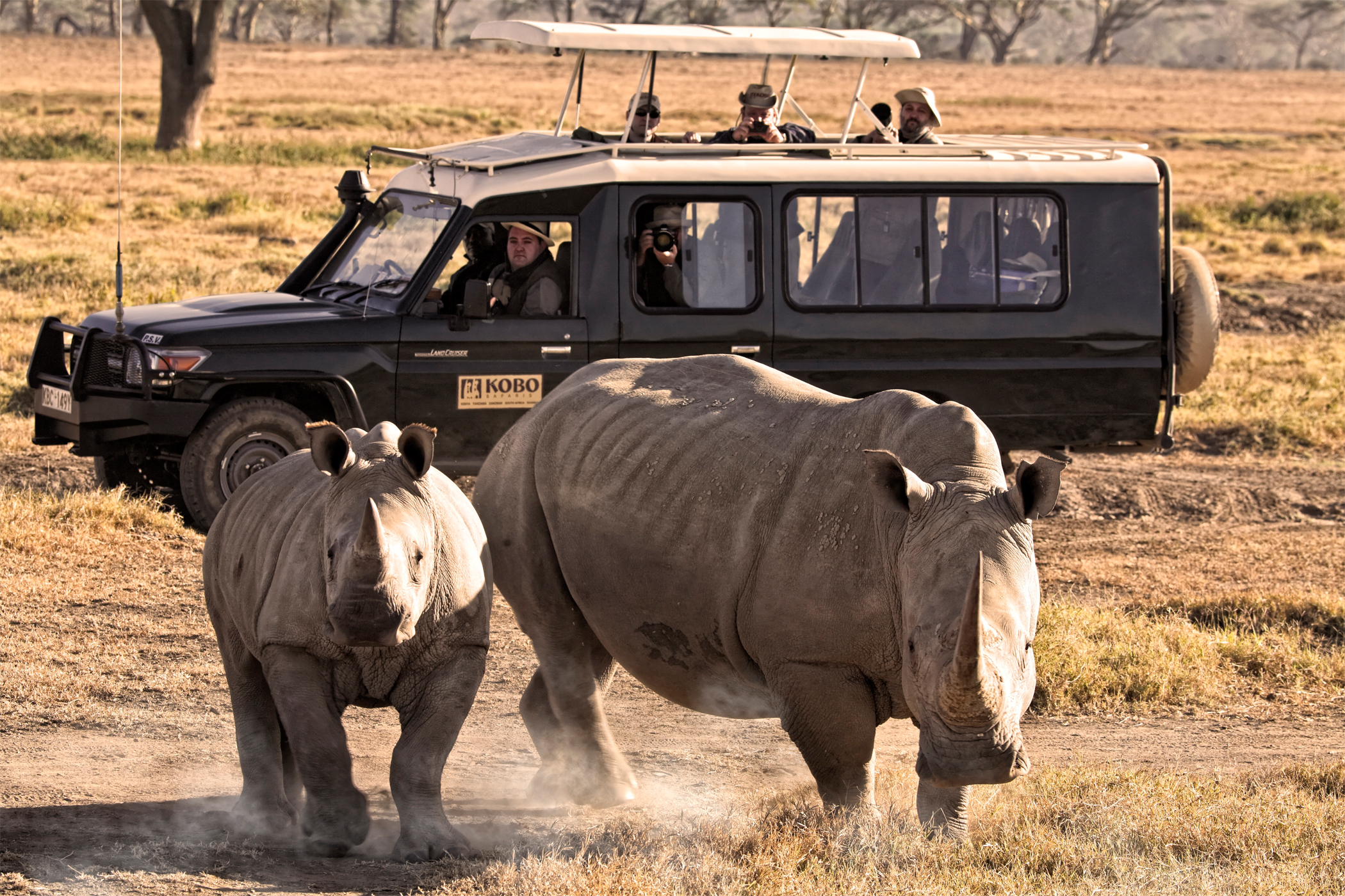 Rhinos in Nakuru National Park in Kenya.