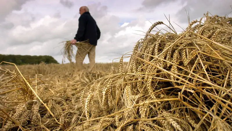 farmer in field of bad crop