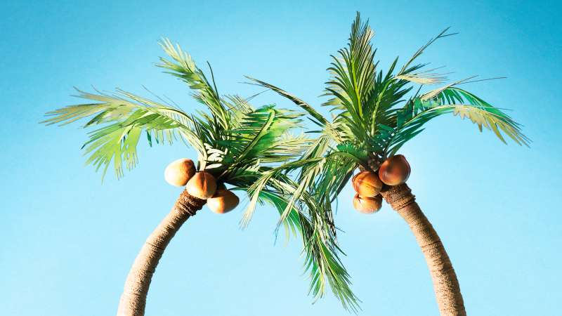 Hammock underneath palm trees