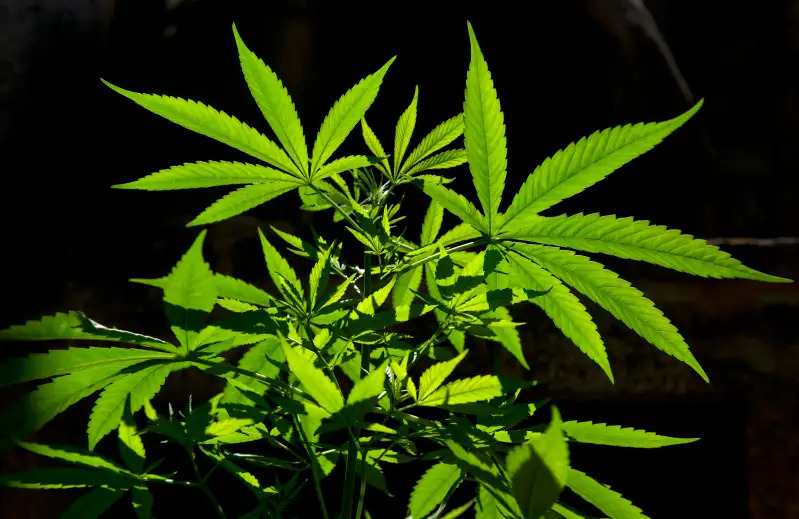 Marijuana plant