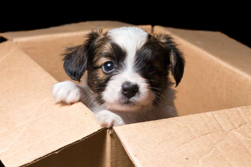 Puppy in a box