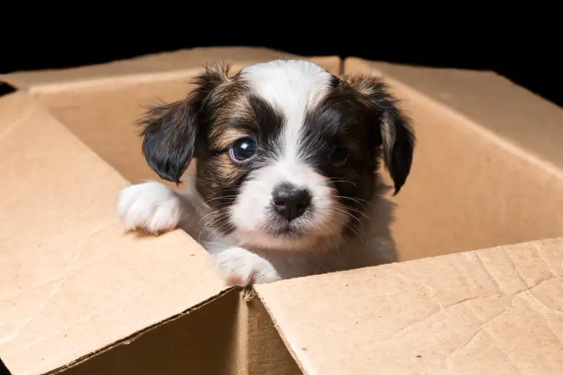 Puppy in a box