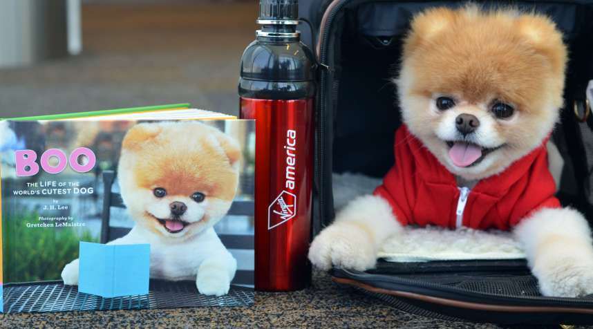 Boo the Pomeranian, named the  cutest dog in the world.