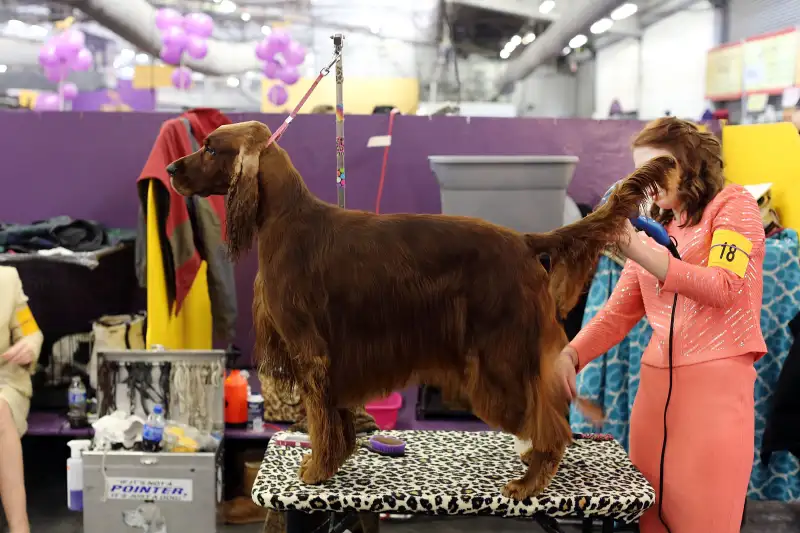 An Irish Setter is prepped backstage at the Westminster Kennel Club Dog Show on February 17, 2015 in New York City.