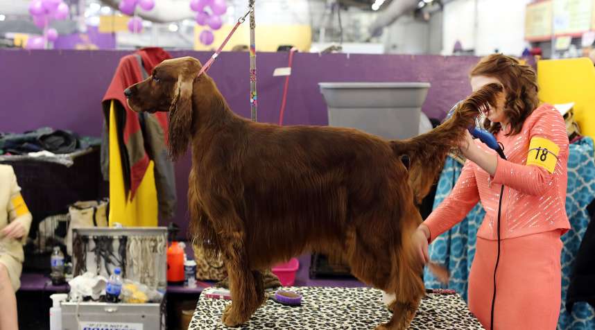An Irish Setter is prepped backstage at the Westminster Kennel Club Dog Show on February 17, 2015 in New York City. The show, which is in its 139th year and is called the second-longest continuously running sporting event in the United States, includes 192 dog breeds and draws nearly 3,000 global competitors. This year's event began on Monday and will conclude with the awarding of 'Best of Show' on Tuesday night.