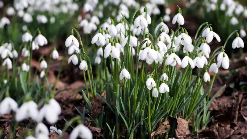 Snowdrops growing on the edge of a woodland garden.