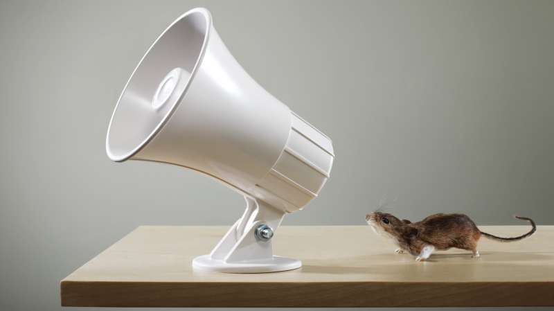 mouse talking into megaphone