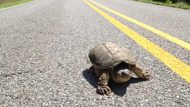 turtle on road