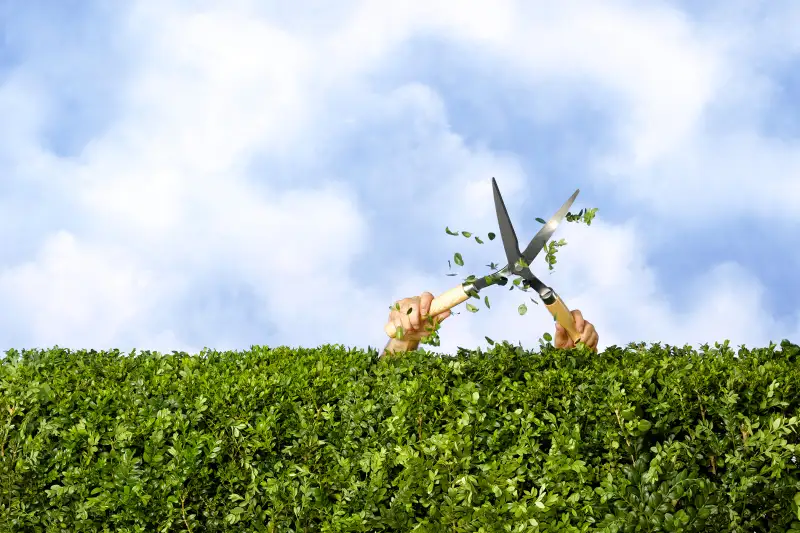 trimming hedge