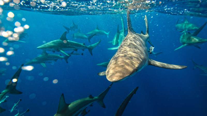 On “Ambush Alley,” a group of Black Tip Sharks swim just beneath the water's surface, South Africa.