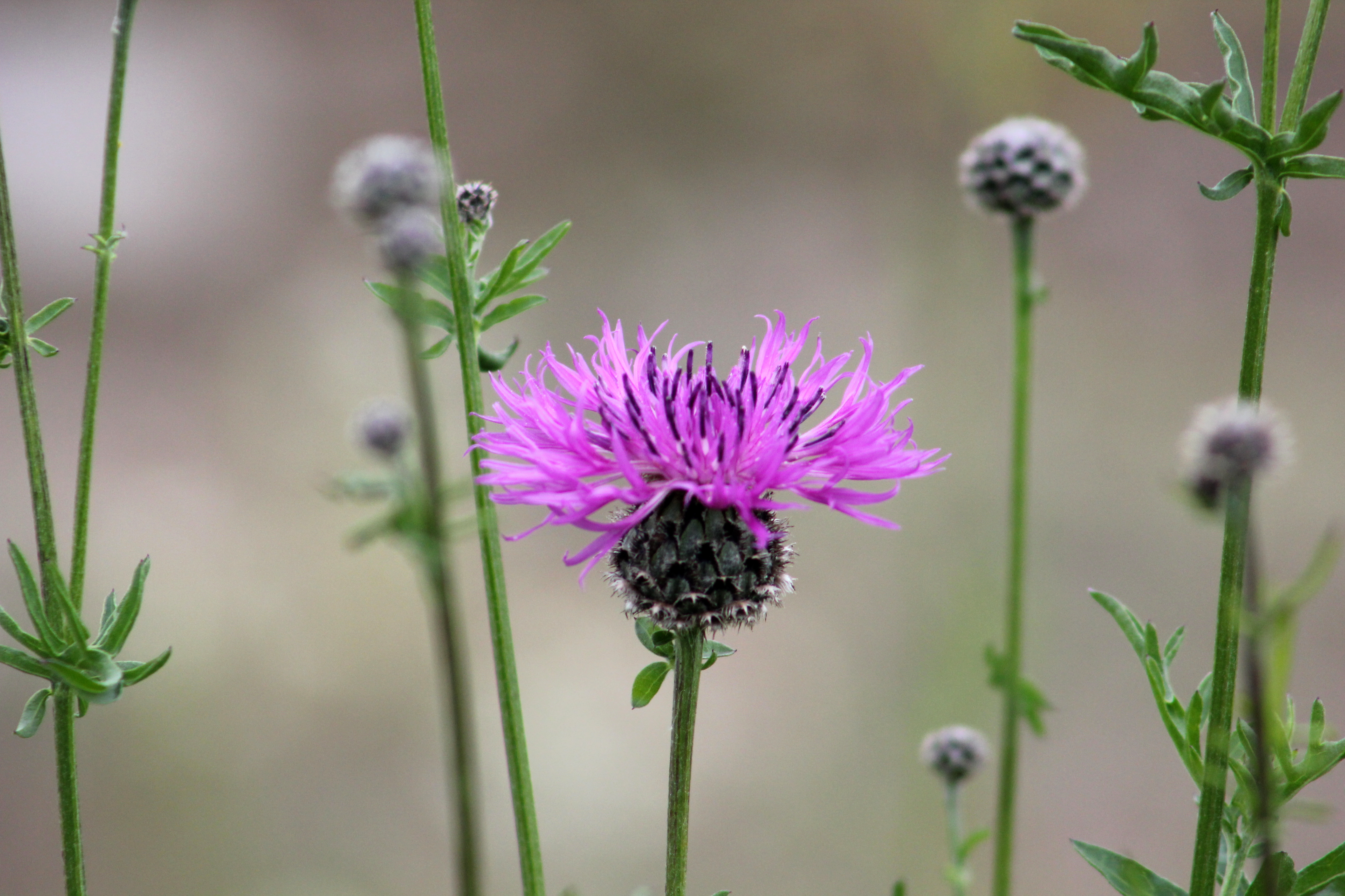 Close-up of a Bachelor's Button, commonly known as the cornflower.