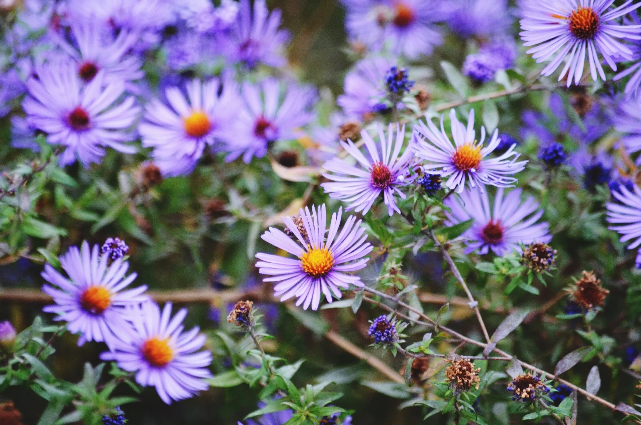 Image of Aster and Pansies