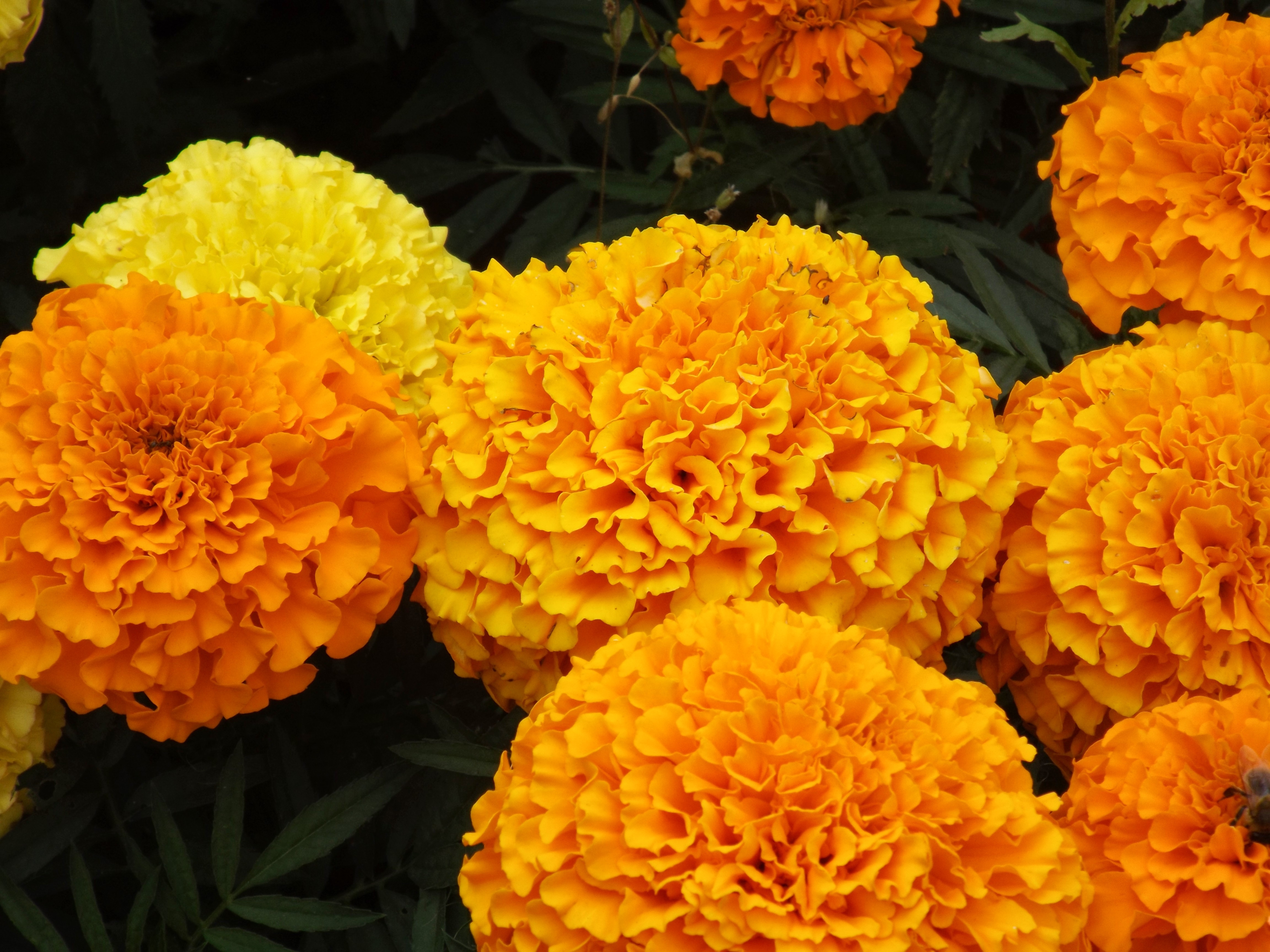 Marigold flowers in a park.