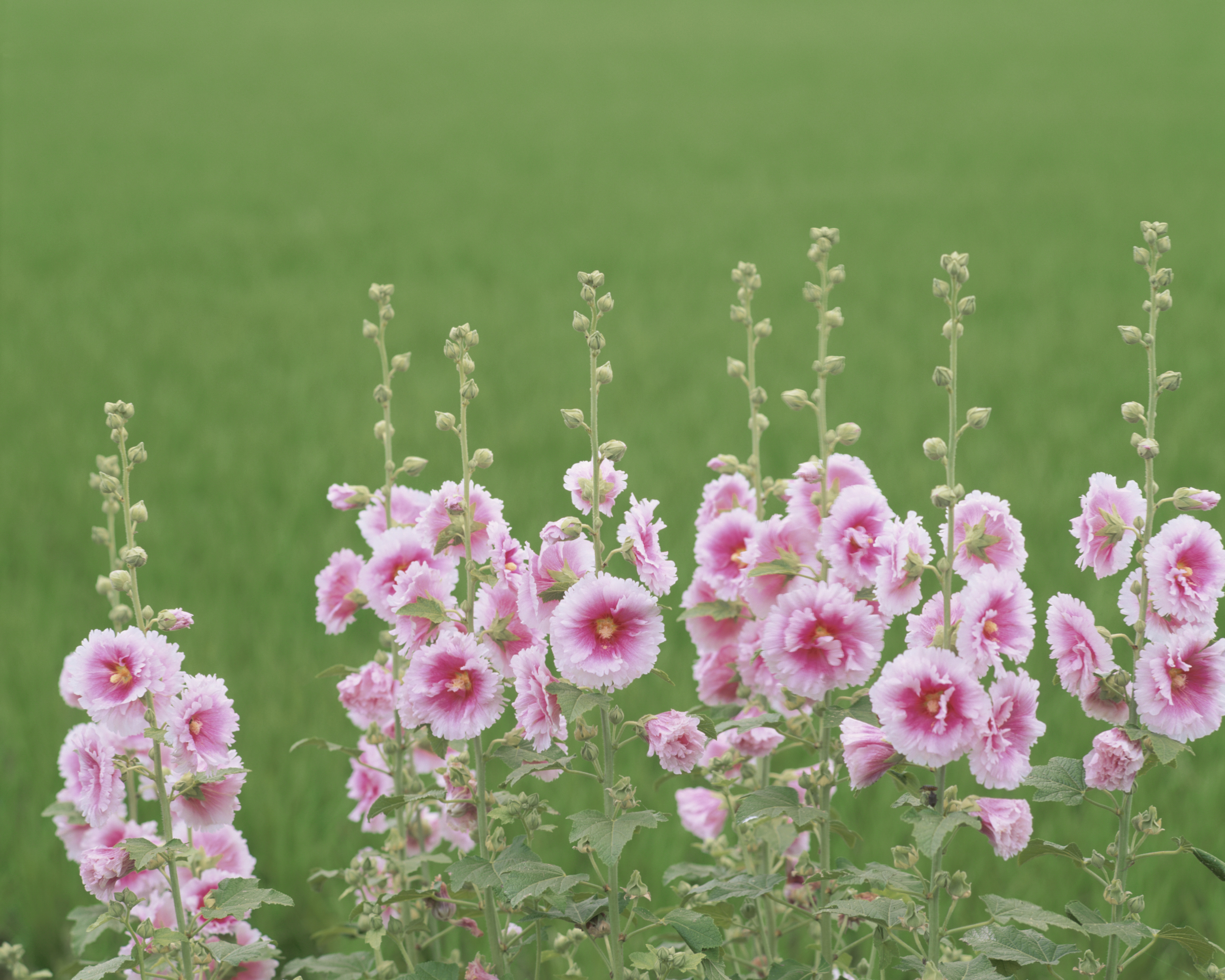 Hollyhock flowers (Alcea rosea) in field, close-up.