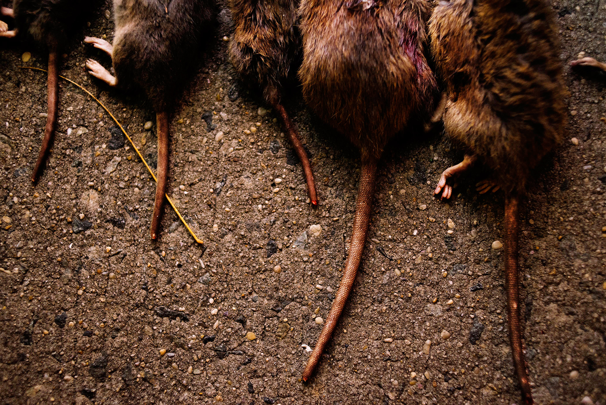 These U.S. Cities Have the Most Roach, Rat, and Mouse-Infested Real Estate