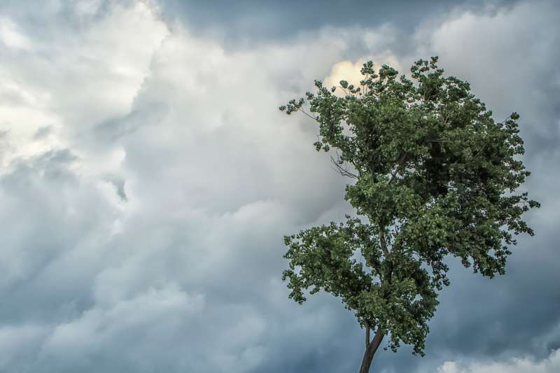 stable tree in storm