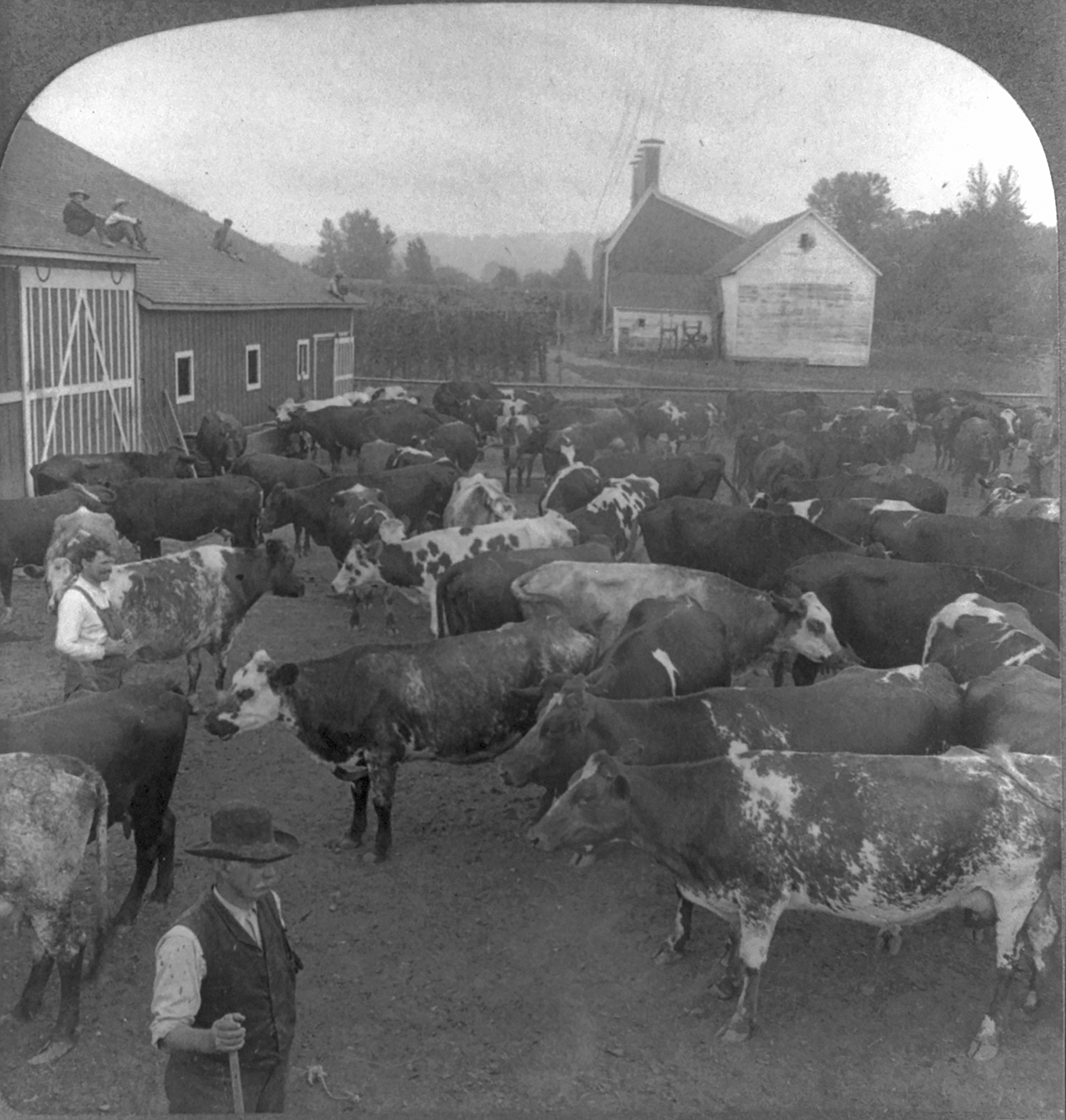 A herd of fine dairy cows on a farm near Seattle, Washington, ca. 1907.