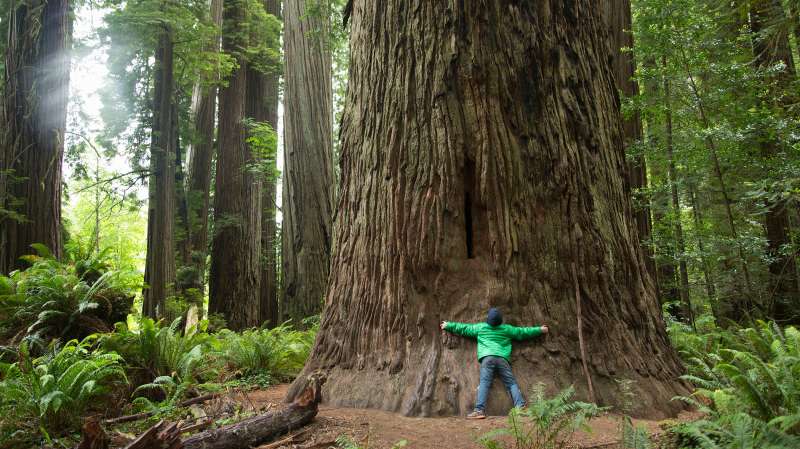 Redwoods National Park, California