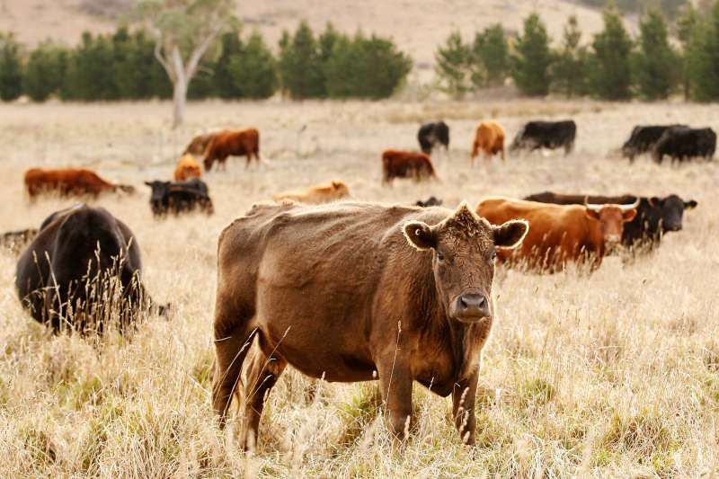 Cattle Rustling Theft Growing