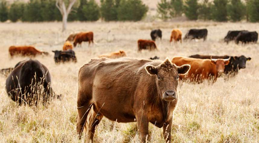 Beef prices have risen considerably and cattle theft is on the rise.