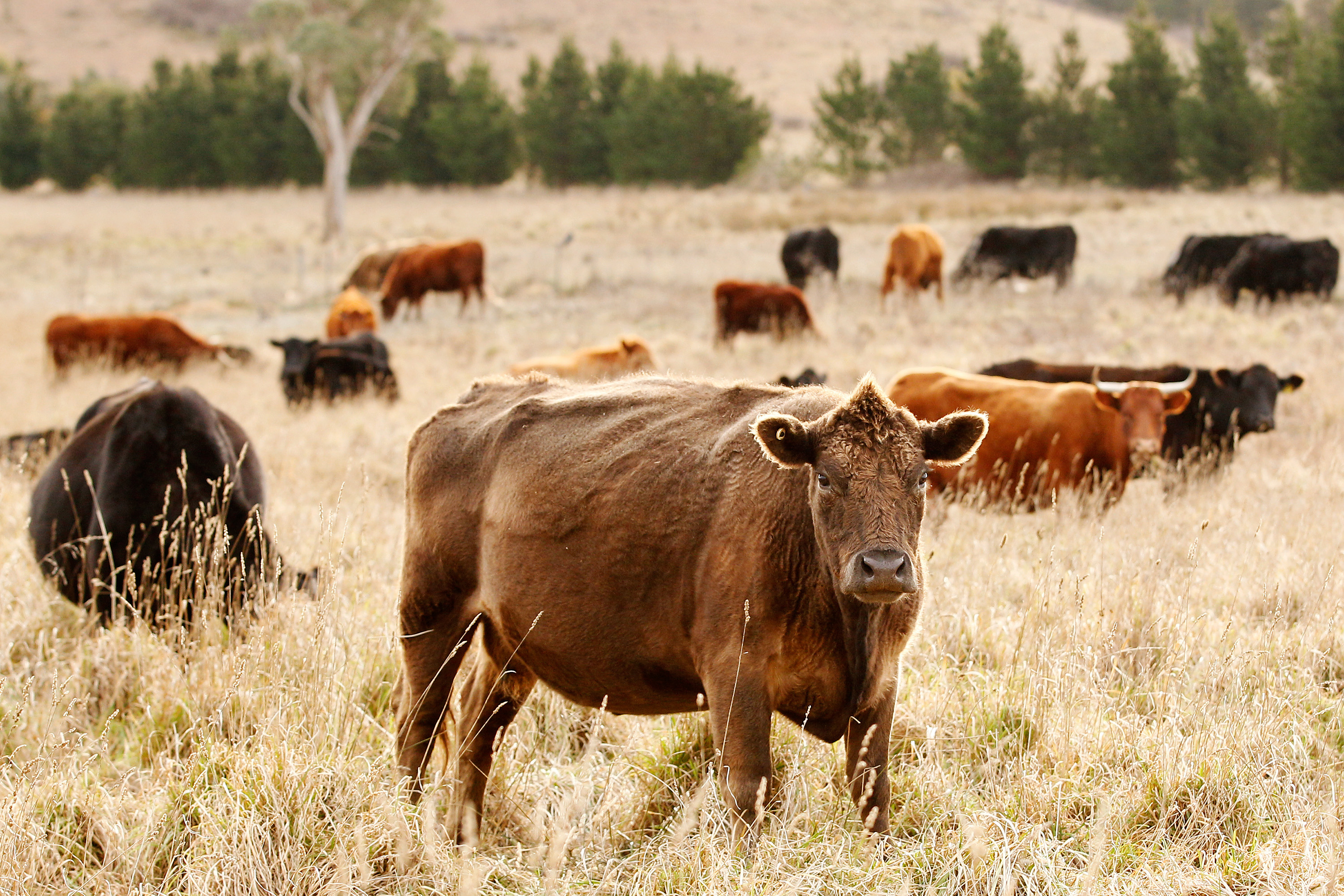 What in Tarnation? Cattle Rustling Is Making a Comeback