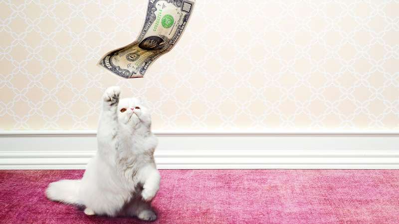 cat batting at $1,000 bill on string