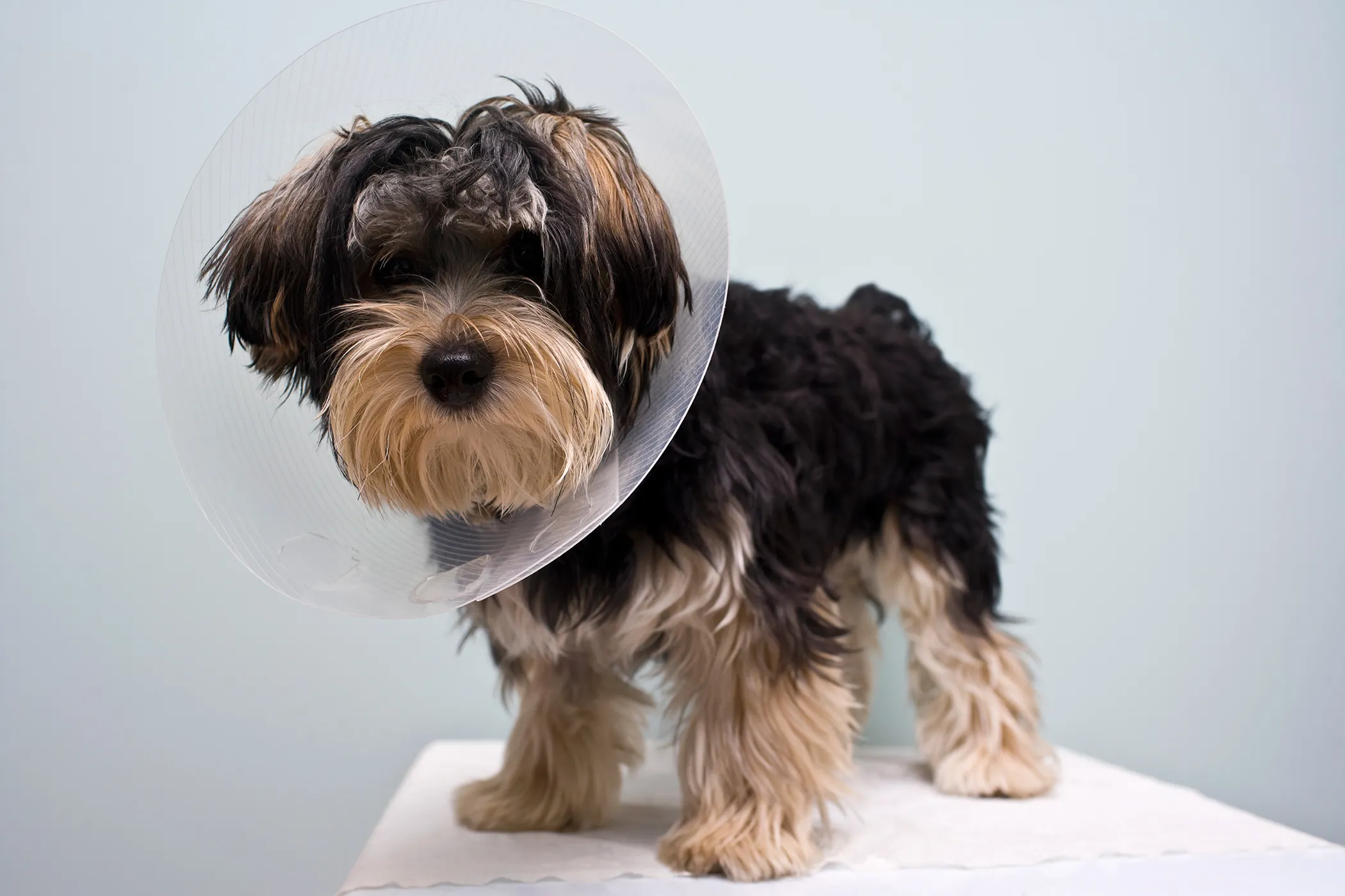 5 Things to Know Before Buying Pet Health Insurance
