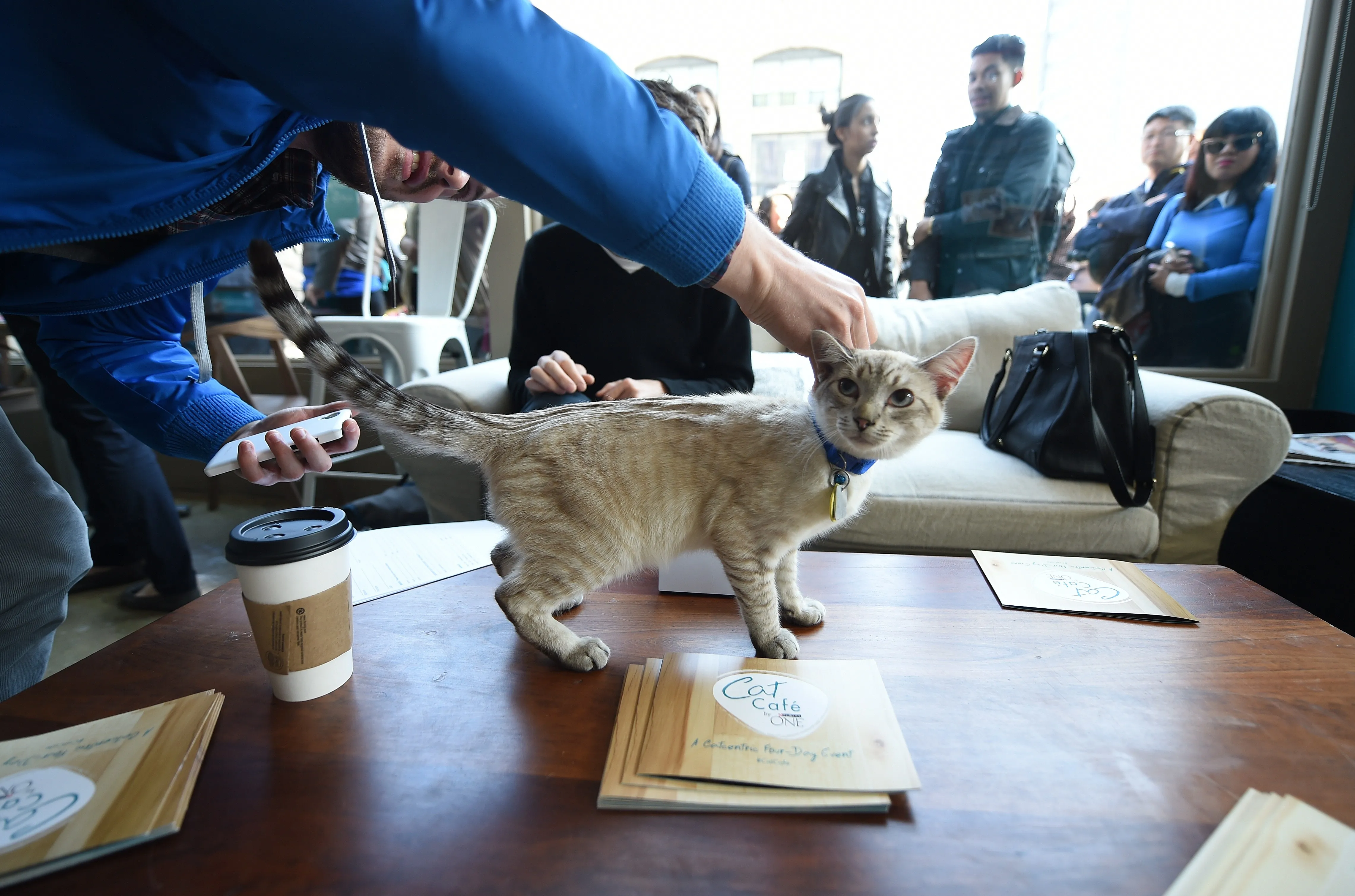 The New Coffee Shop Trend is the Cat Café