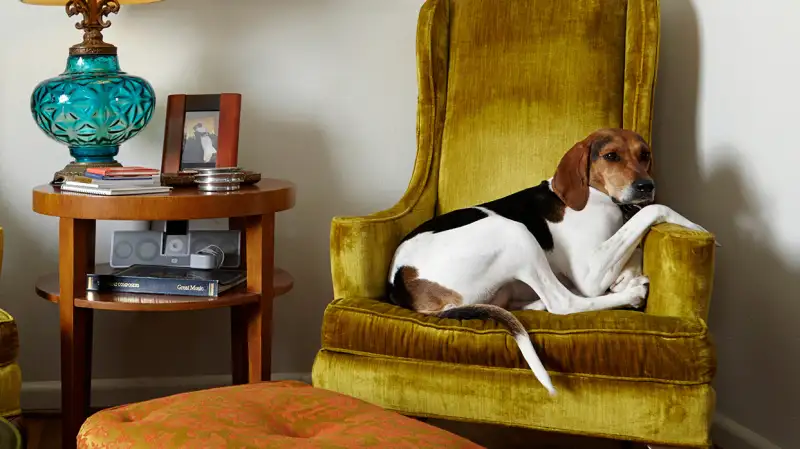 dog on chair in apartment