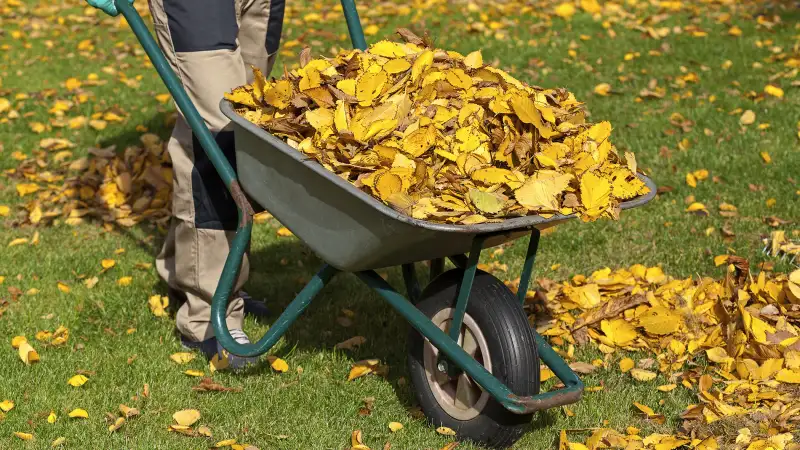 man pushing wheelbarrow of leaves