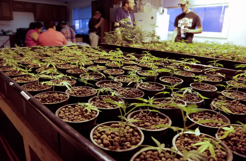 Cloned marijuana plants are pictured at the Sea of Green Farms growing facility in Seattle, Washington June 30, 2014.