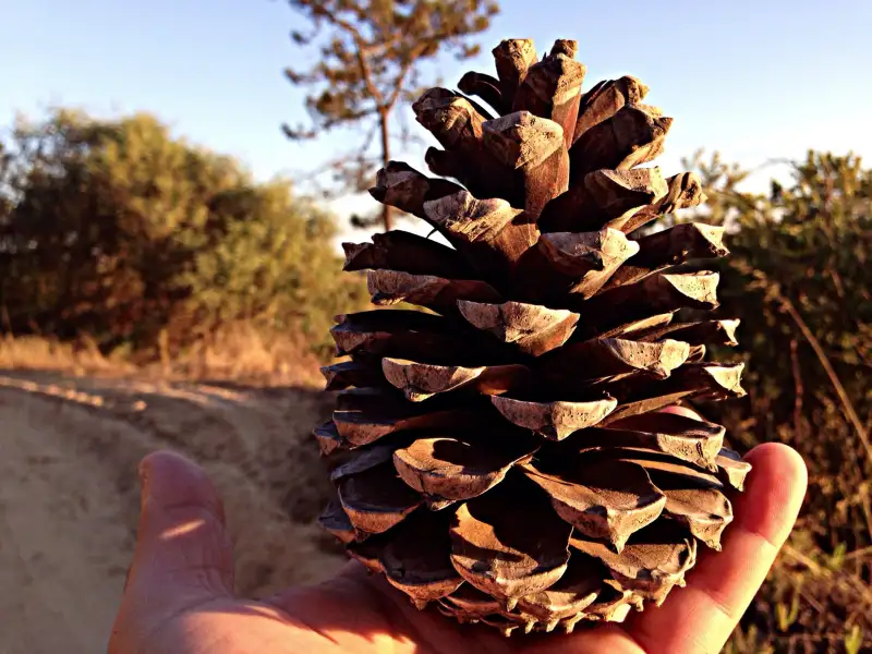 gigantic pine cone in hand