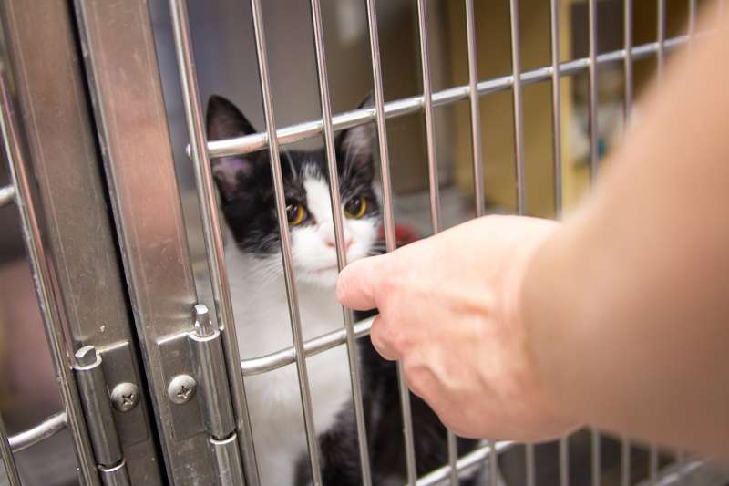 cat in animal shelter