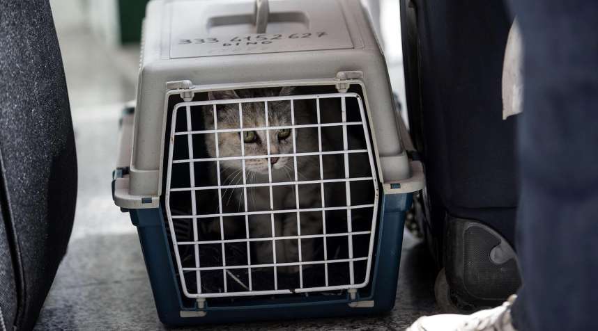 A pet cat sits in a carrier with passengers waiting at Rome Airport in Rome, May 7, 2015.