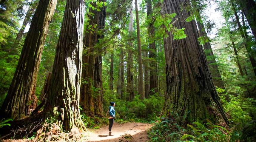 A hiker stands amongst giant Redwood Trees while visiting Stout Grove, Jedediah Smith Redwoods State Park.