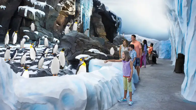 SeaWorld’s newest attraction, Antarctica: Empire of the Penguin, allows guests to connect with a colony of more than 250 penguins, above and below the water.