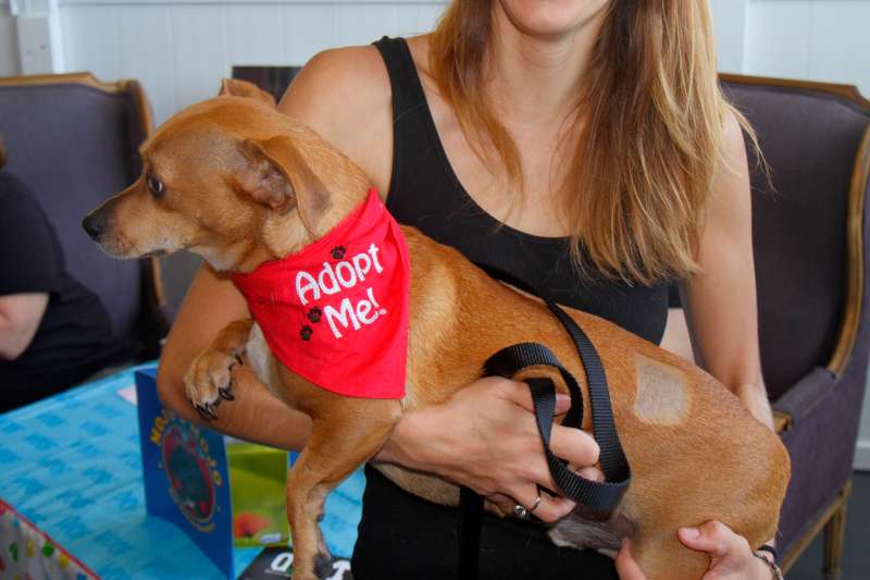 A volunteer holding a dog up for adoption at a Wynwood Art District pet adoption event, Miami, Florida, 2014.